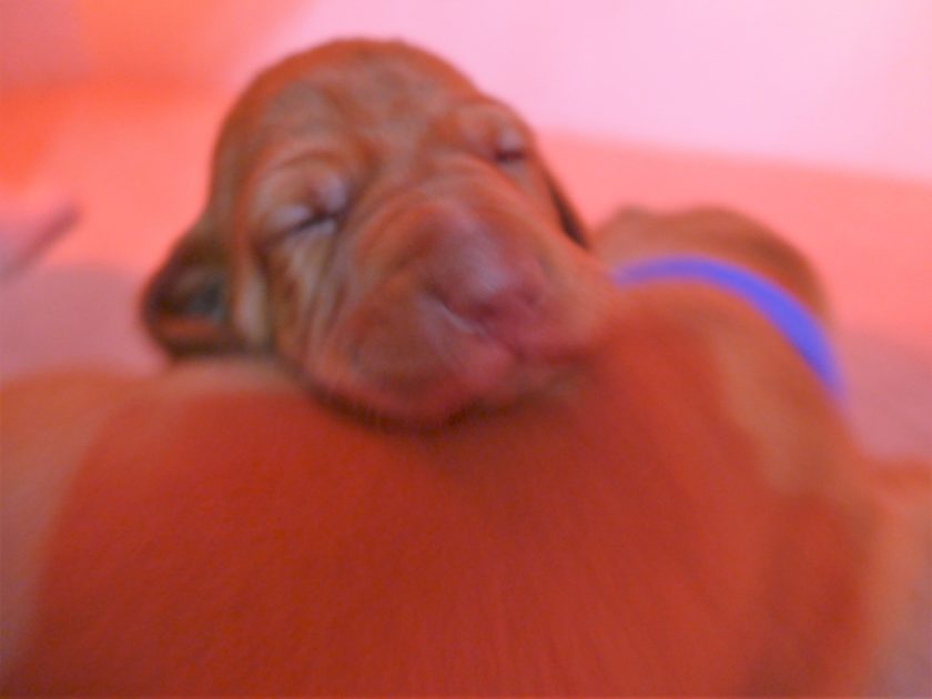 Remington & Rugar's Litter of Vizsla Puppies Born on April 30th - Image 7