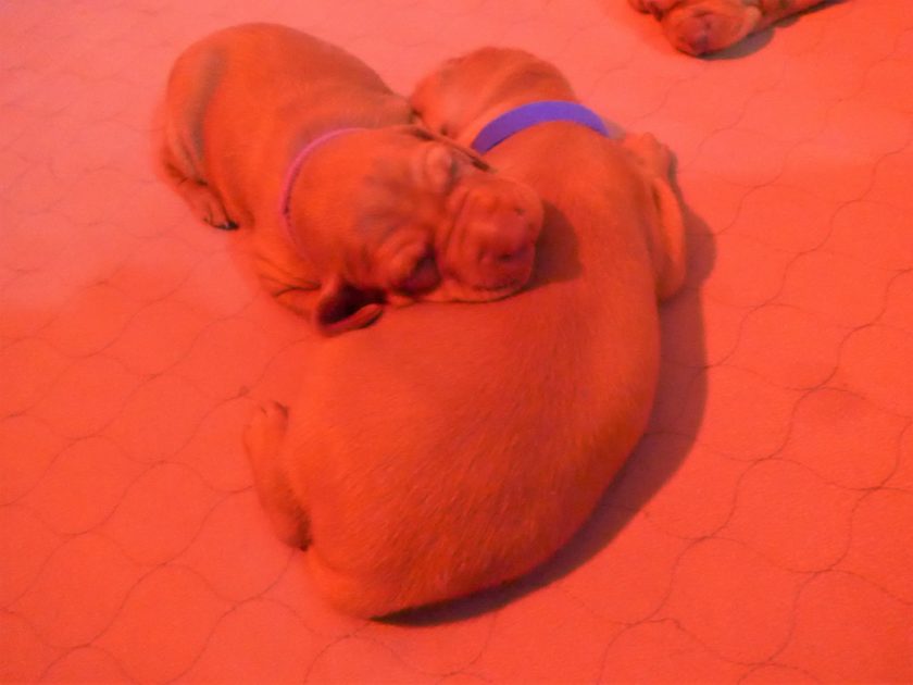 Remington & Rugar's Litter of Vizsla Puppies Born on April 30th - Image 8
