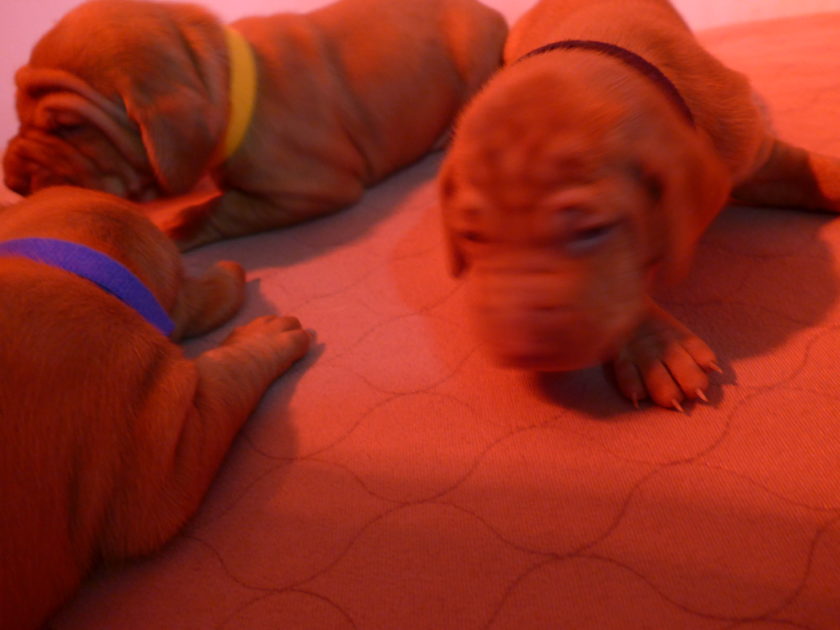 Remington & Rugar's Litter of Vizsla Puppies Born on April 30th - Image 9