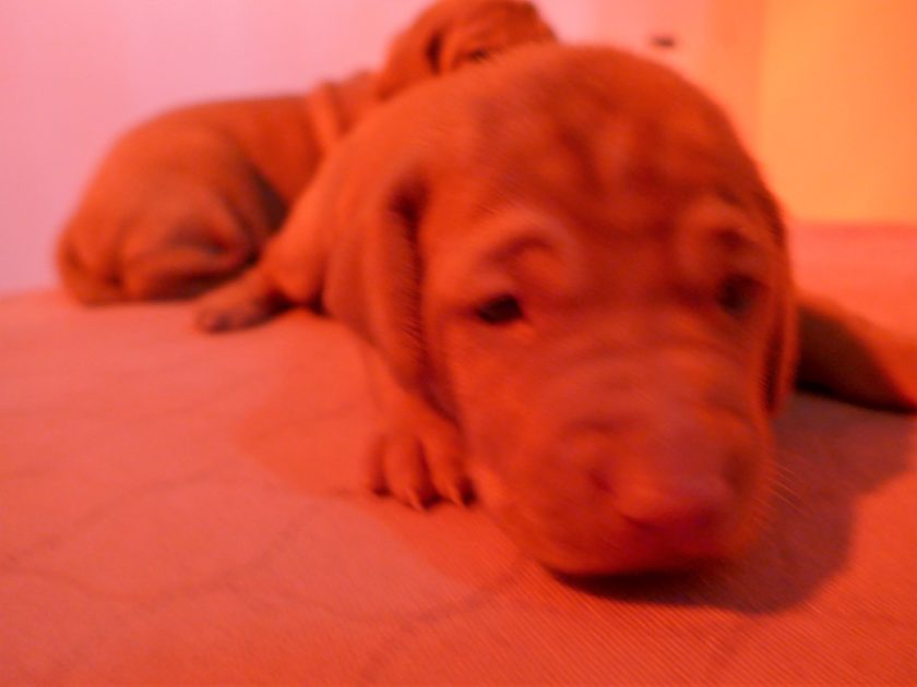 Remington & Rugar's Litter of Vizsla Puppies Born on April 30th - Image 10