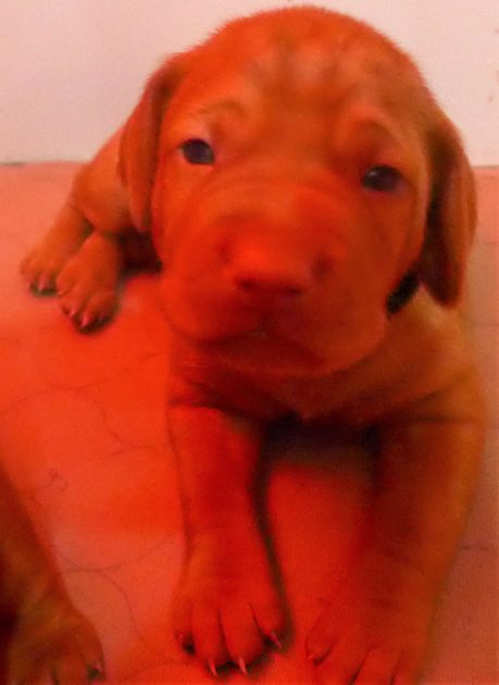 Remington & Rugar's Litter of Vizsla Puppies Born on April 30th - Image 11