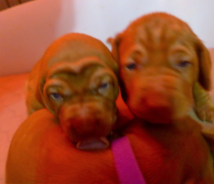 Remington & Rugar's Litter of Vizsla Puppies Born on April 30th - Image 12