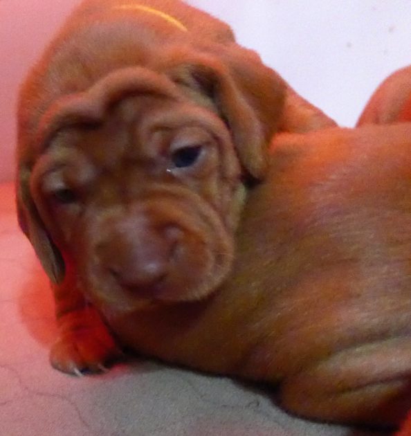Remington & Rugar's Litter of Vizsla Puppies Born on April 30th - Image 13