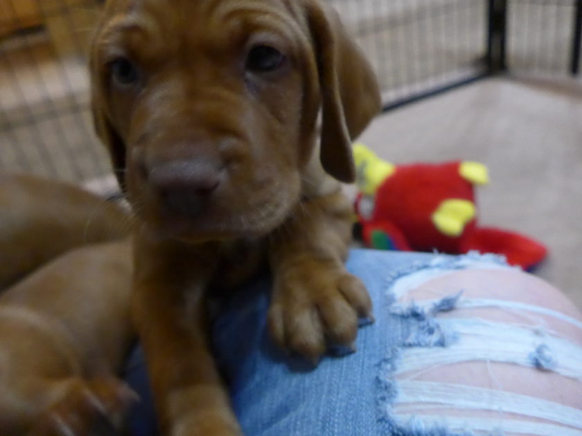Remington & Rugar's Litter of Vizsla Puppies Born on April 30th - Image 20