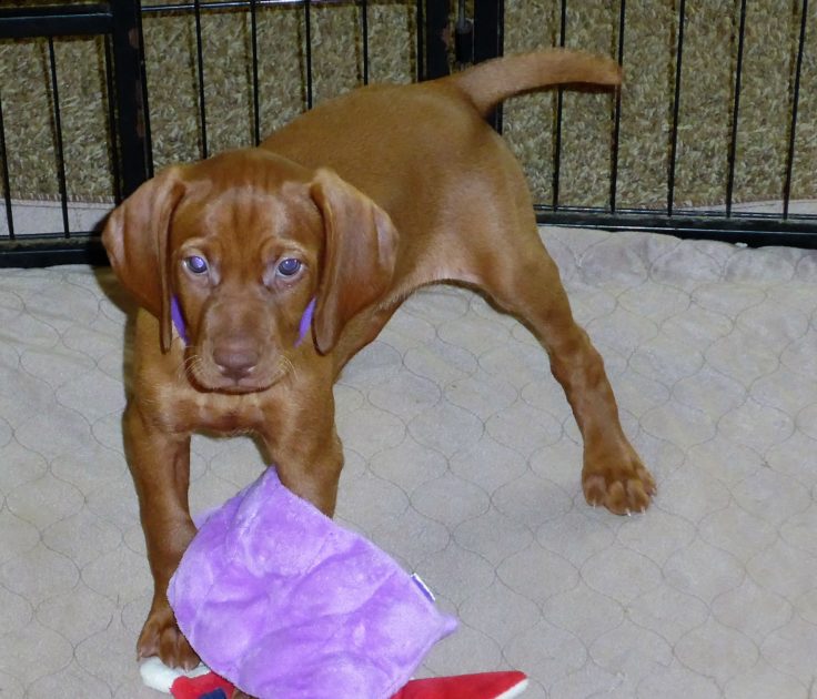Remington & Rugar's Litter of Vizsla Puppies Born on April 30th - Image 30