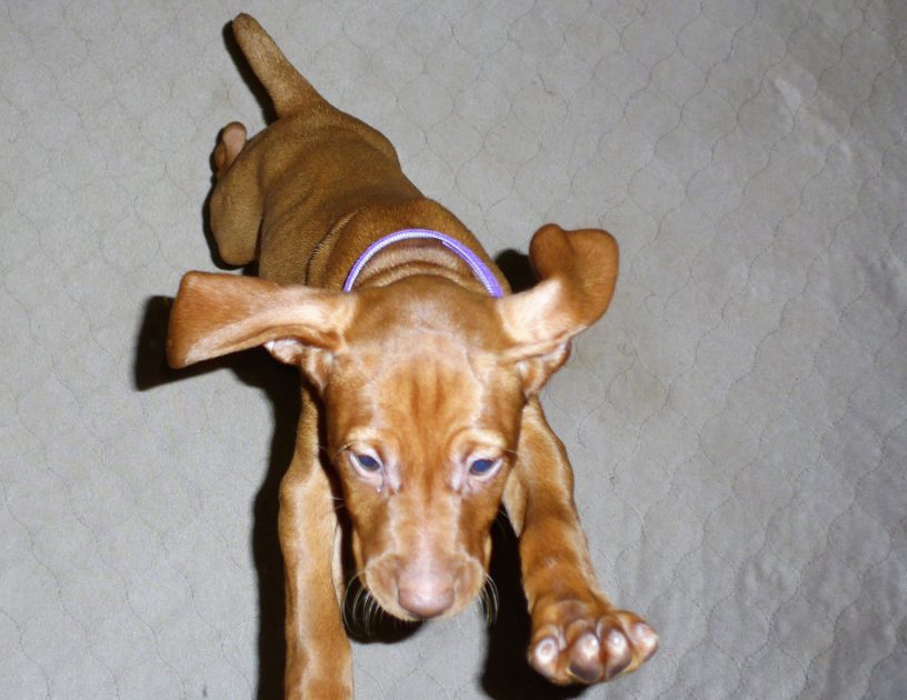 Remington & Rugar's Litter of Vizsla Puppies Born on April 30th - Image 29
