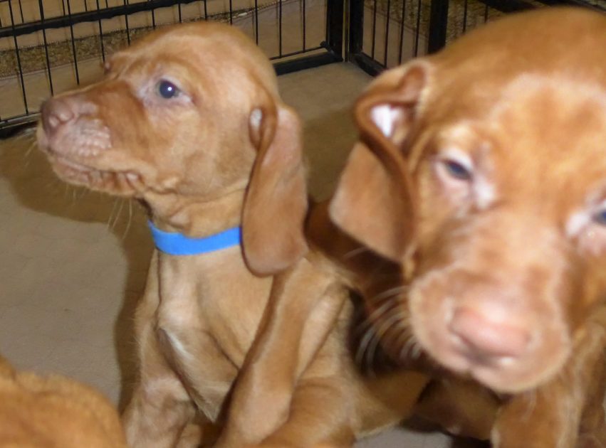 Remington & Rugar's Litter of Vizsla Puppies Born on April 30th - Image 28