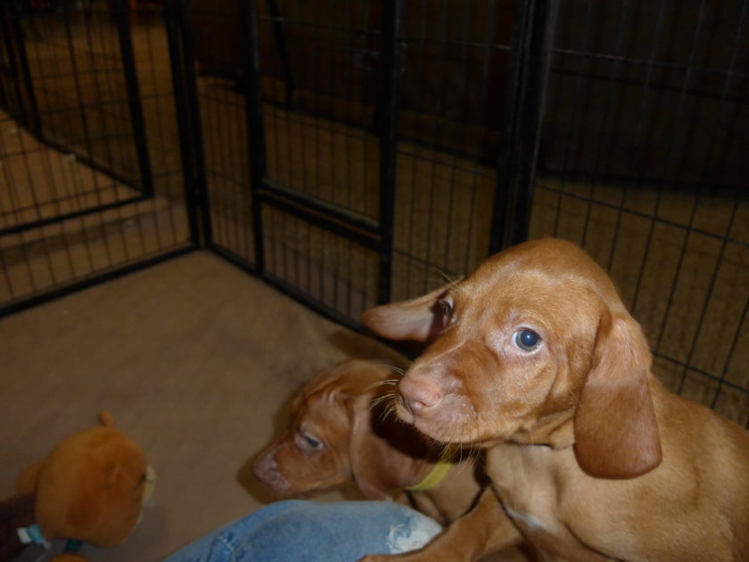 Remington & Rugar's Litter of Vizsla Puppies Born on April 30th - Image 27