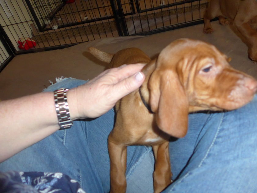 Remington & Rugar's Litter of Vizsla Puppies Born on April 30th - Image 26