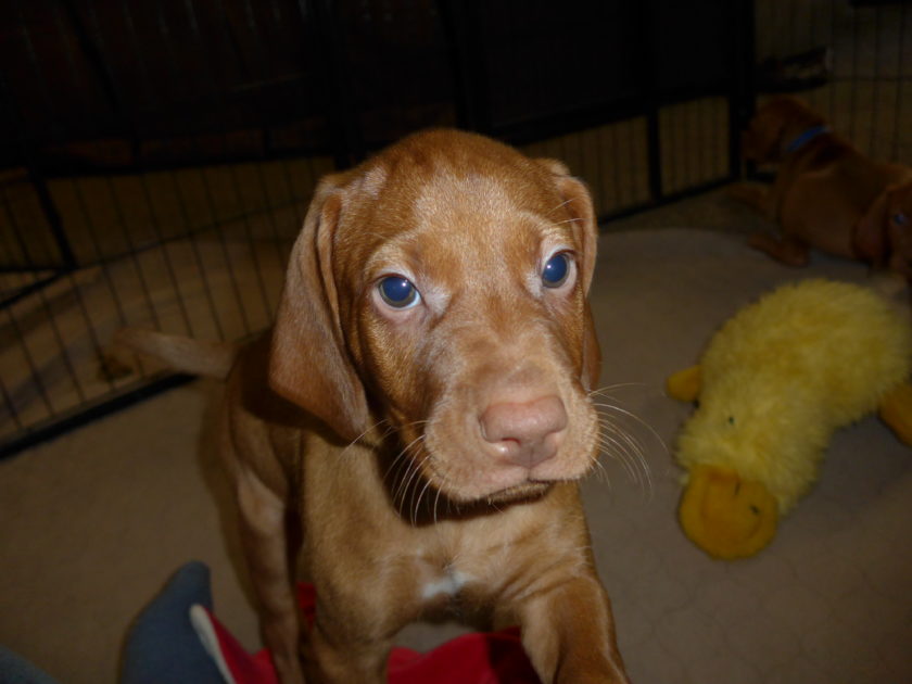 Remington & Rugar's Litter of Vizsla Puppies Born on April 30th - Image 31