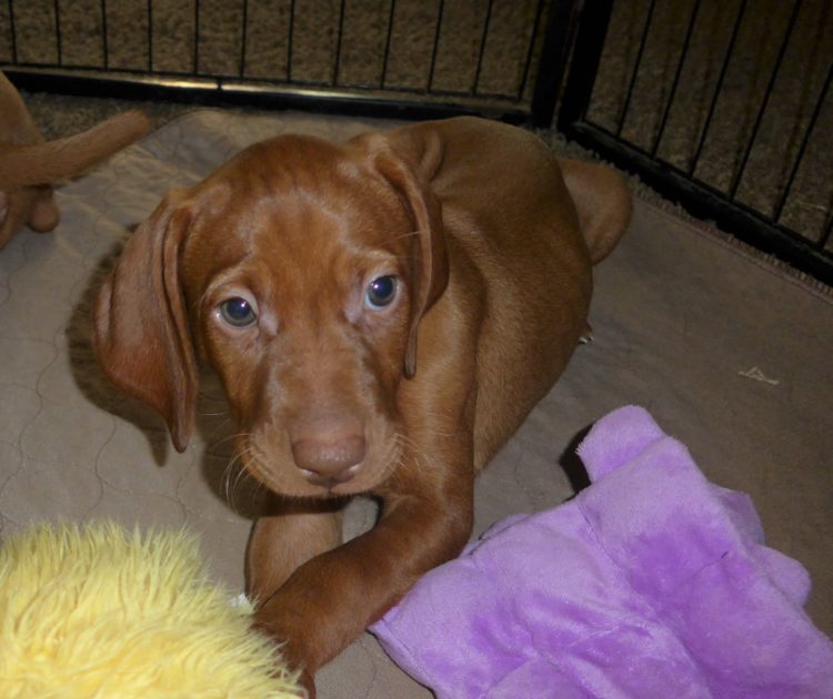 Remington & Rugar's Litter of Vizsla Puppies Born on April 30th - Image 25