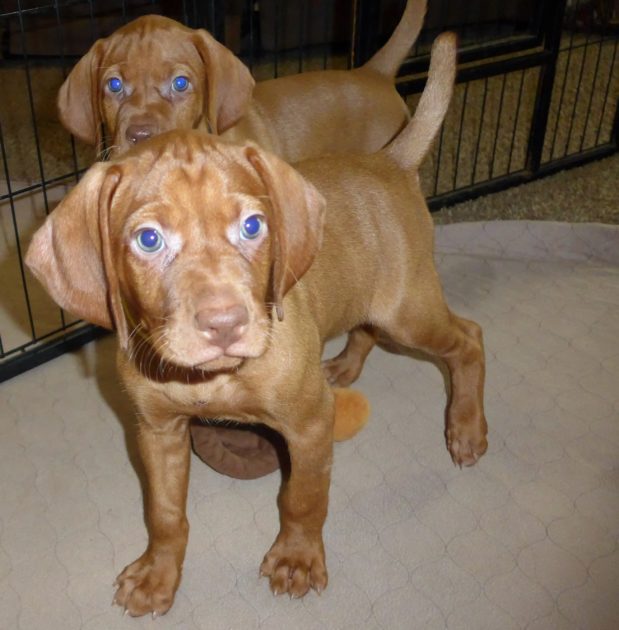 Remington & Rugar's Litter of Vizsla Puppies Born on April 30th - Image 23