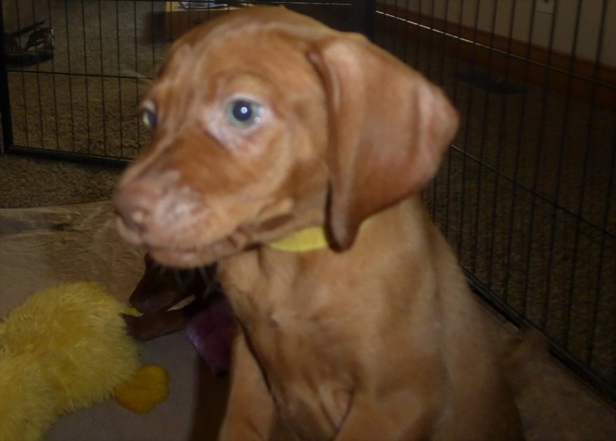 Remington & Rugar's Litter of Vizsla Puppies Born on April 30th - Image 24