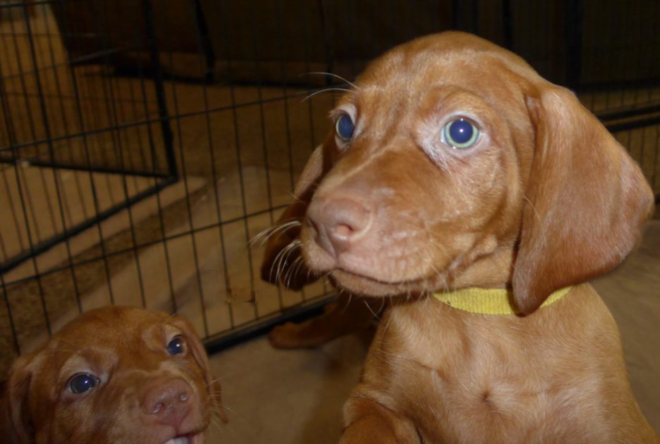 Remington & Rugar's Litter of Vizsla Puppies Born on April 30th - Image 22