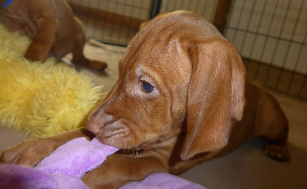 Remington & Rugar's Litter of Vizsla Puppies Born on April 30th - Image 21