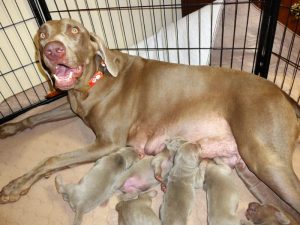 Rosie & Colt's Silver Weimaraner Puppies Born on November 26th