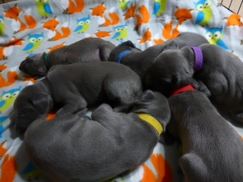 Wrigley & Take's Blue Weimaraner Christmas Litter Was Born on October 26th - Image 2