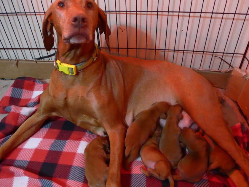 Bella & Rugar's Vizsla Litter born on September 16th - Image 2
