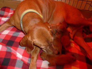 Bella & Rugar's Vizsla Litter born on September 16th
