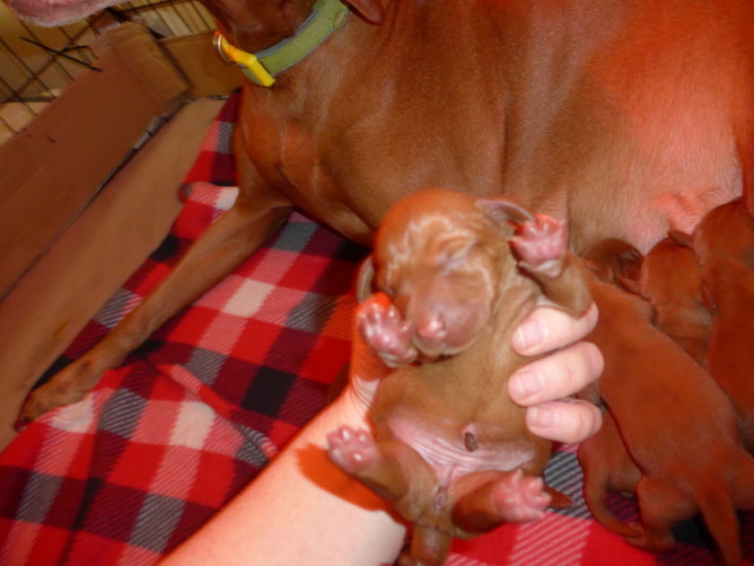 Bella & Rugar's Vizsla Litter born on January 30th 2018 - Image 5