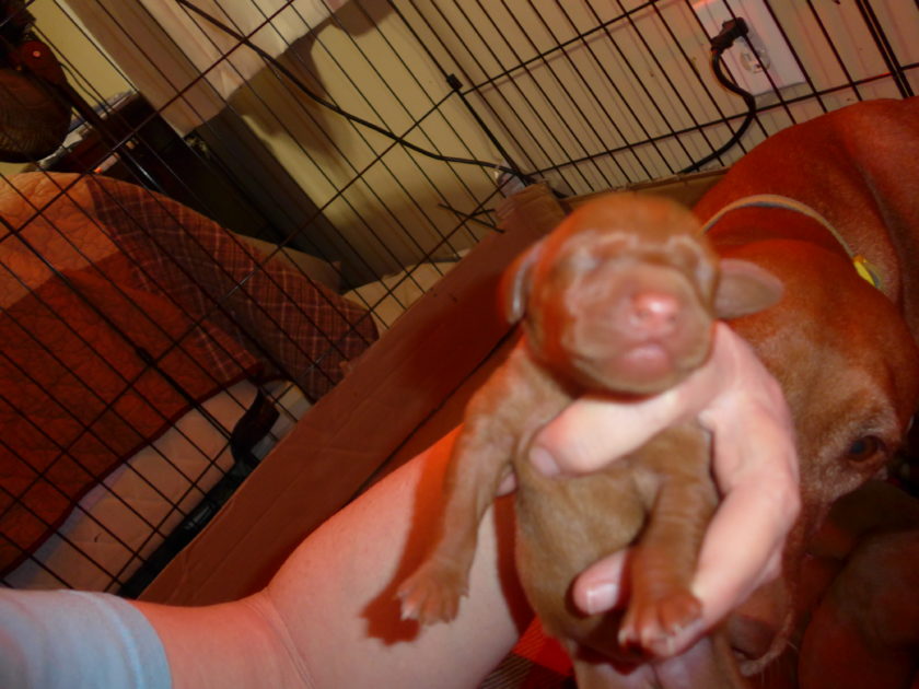 Bella & Rugar's Vizsla Litter born on January 30th 2018 - Image 2