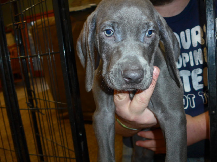 Wheniford & Jake's Blue Weimaraner Litter Born January 10th - Image 8