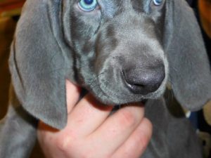 Wheniford & Jake's Blue Weimaraner Litter Born January 10th