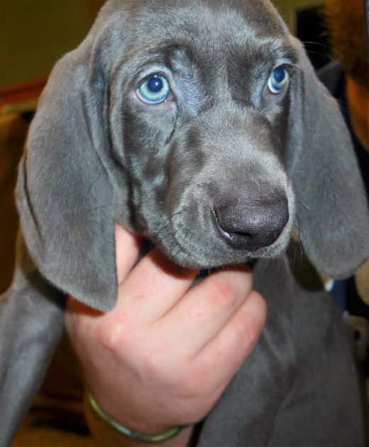 Wheniford & Jake's Blue Weimaraner Litter Born January 10th