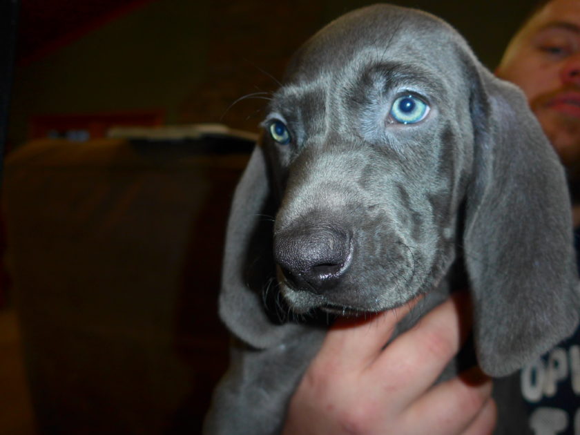 Wheniford & Jake's Blue Weimaraner Litter Born January 10th - Image 7