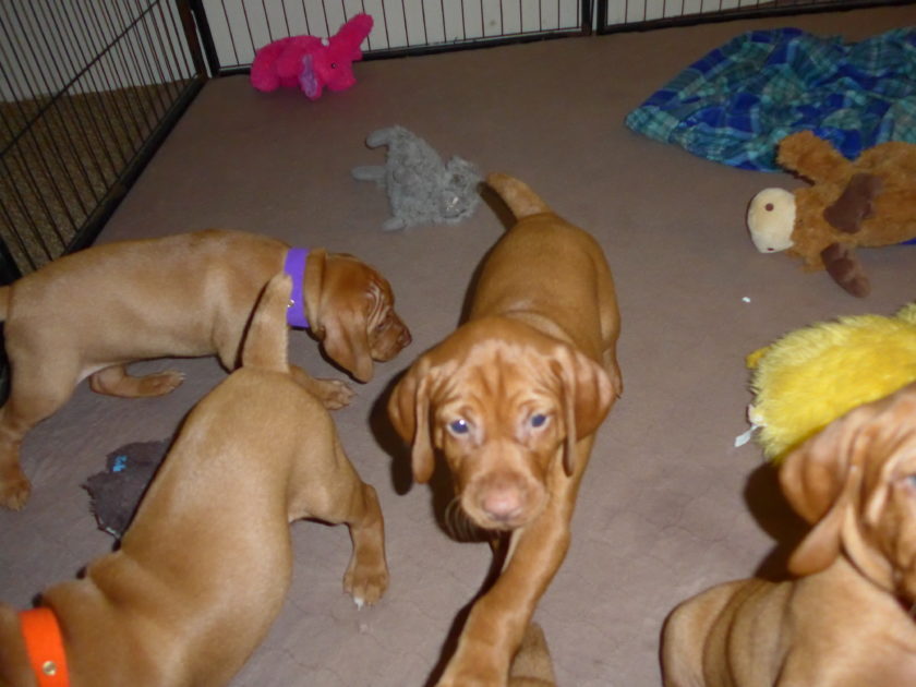 Bella & Rugar's Vizsla Litter born on January 30th 2018 - Image 7