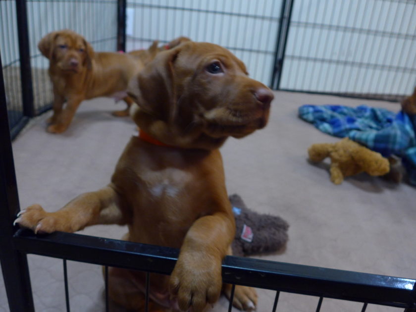 Bella & Rugar's Vizsla Litter born on January 30th 2018 - Image 8