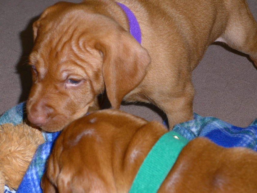 Bella & Rugar's Vizsla Litter born on January 30th 2018 - Image 6