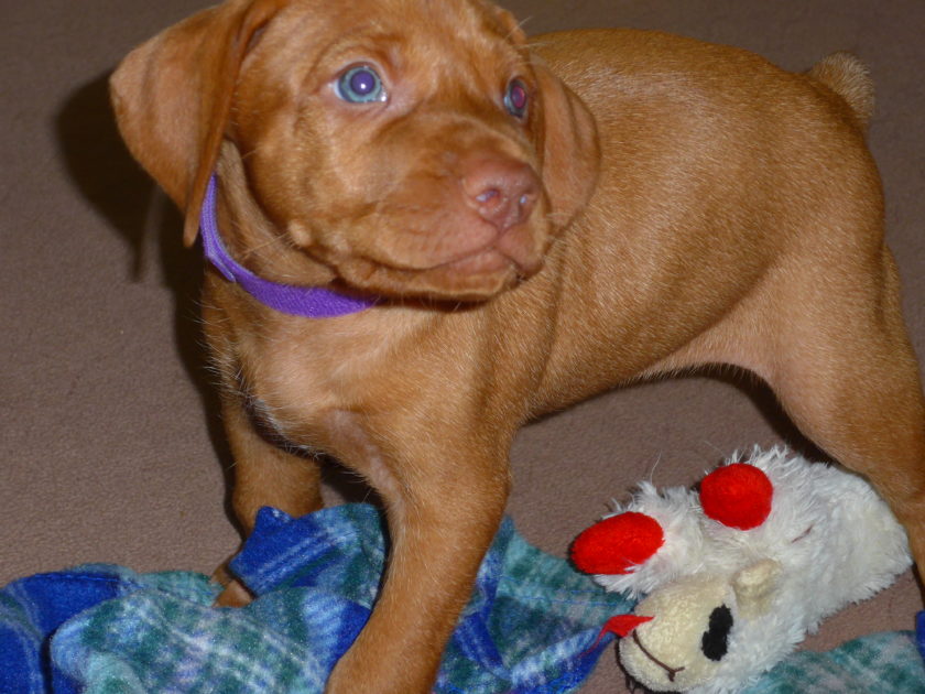 Bella & Rugar's Vizsla Litter born on January 30th 2018 - Image 9