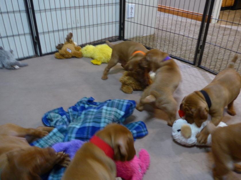 Bella & Rugar's Vizsla Litter born on January 30th 2018 - Image 10