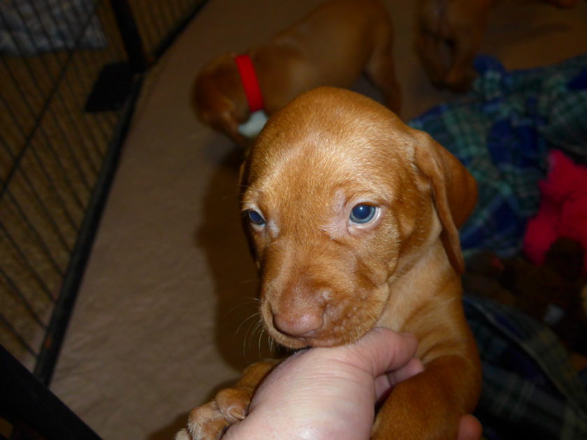 Bella & Rugar's Vizsla Litter born on January 30th 2018 - Image 11
