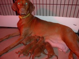 Whitley & Rugar's  Vizsla Litter born on September 1st