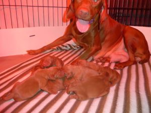Avery & Maximums Vizsla Litter Born September 1st.