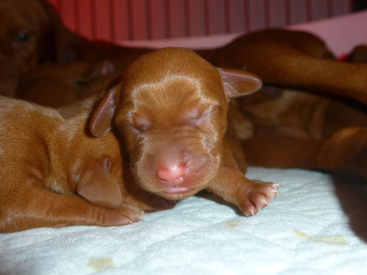 Stella and Maximum's Litter of Vizsla Puppies Now Available - Image 6