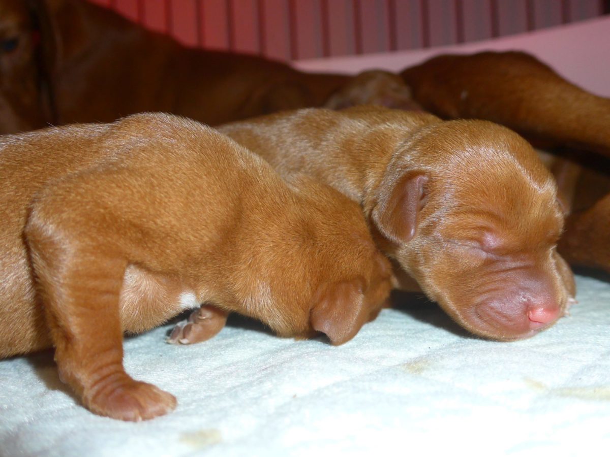 Stella and Maximum's Litter of Vizsla Puppies Now Available - Image 5