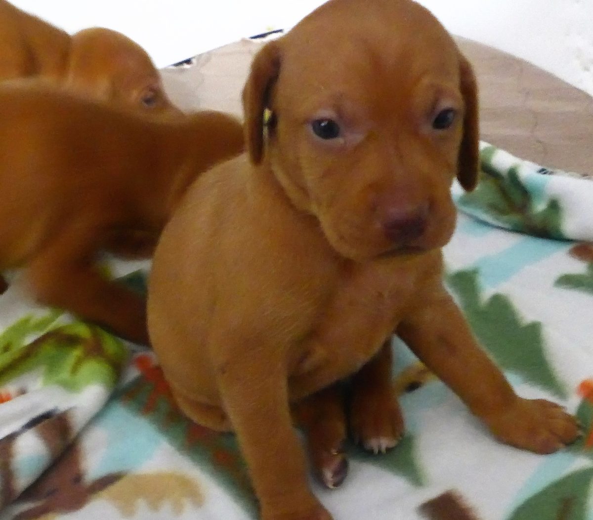Stella and Maximum's Litter of Vizsla Puppies Now Available - Image 10