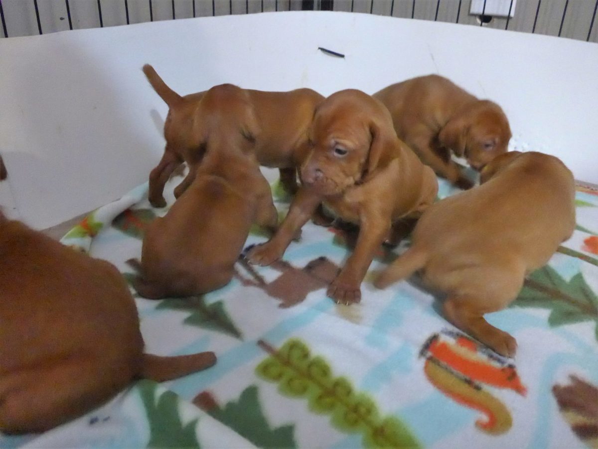 Stella and Maximum's Litter of Vizsla Puppies Now Available - Image 8