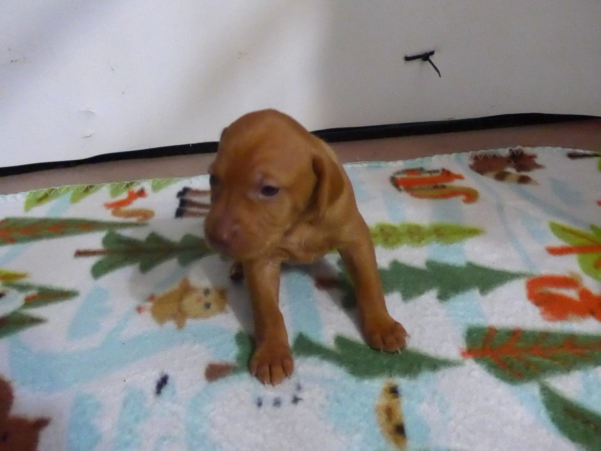 Stella and Maximum's Litter of Vizsla Puppies Now Available - Image 12