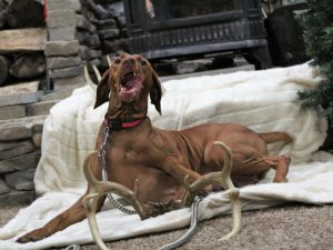 Stella and Maximus's Litter Born on November 16th