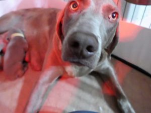 Wrigley & Colt's Silver Weimaraner Puppies Born on May 2nd