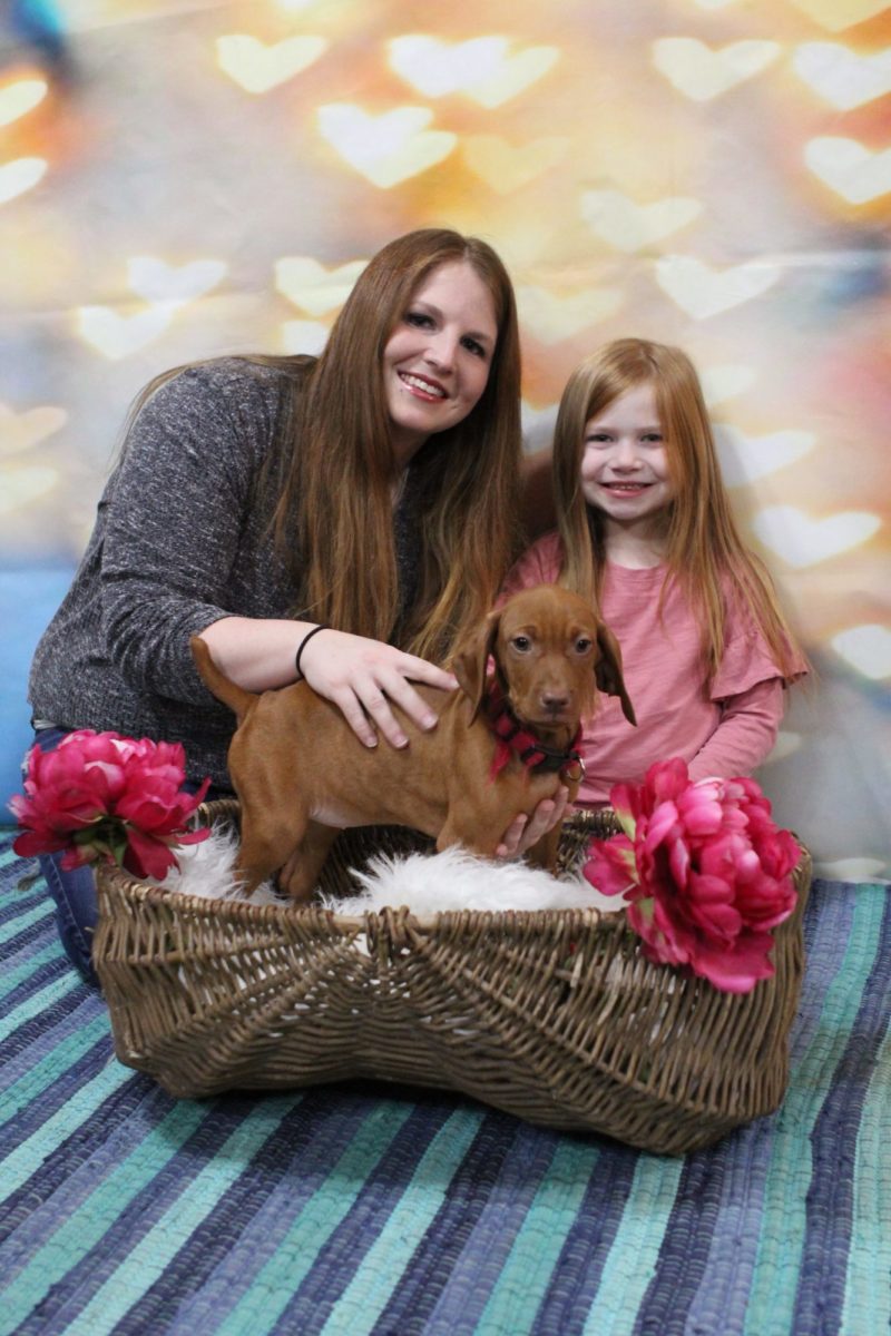 Stella and Maximum's Litter of Vizsla Puppies Now Available - Image 23