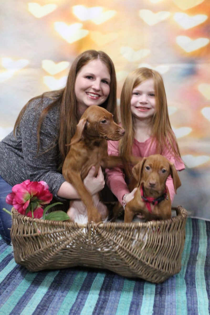 Stella and Maximum's Litter of Vizsla Puppies Now Available - Image 24