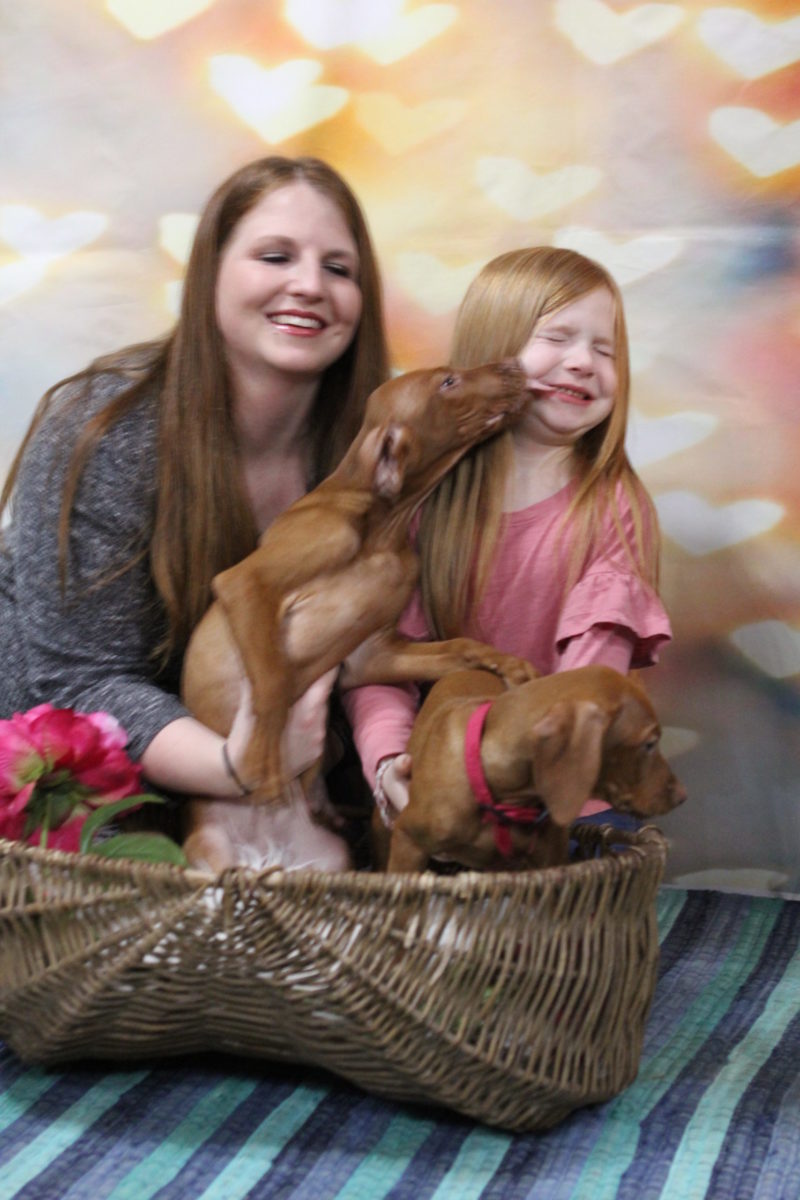 Stella and Maximum's Litter of Vizsla Puppies Now Available - Image 25