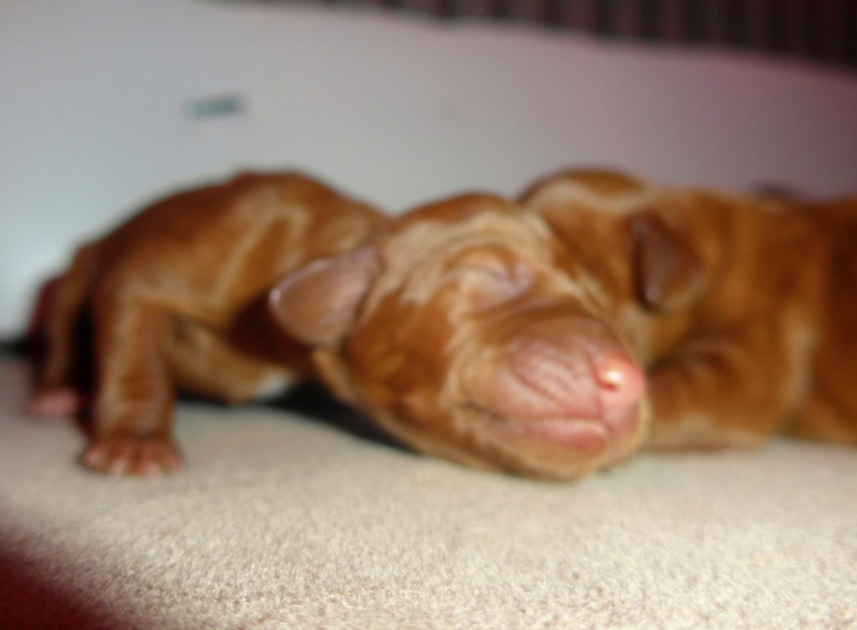 Bella & Rugar's Vizsla Litter born on September 16th - Image 4