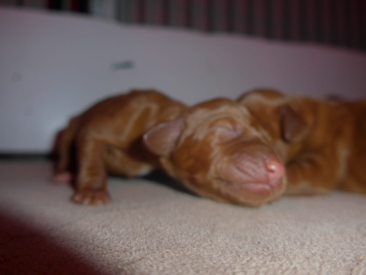 Stella and Maximum's Litter of Vizsla Puppies Now Available - Image 4