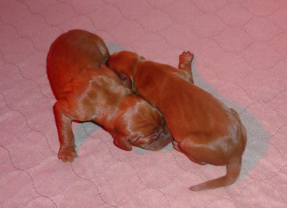 Bella & Rugar's Vizsla Litter born on September 16th - Image 5